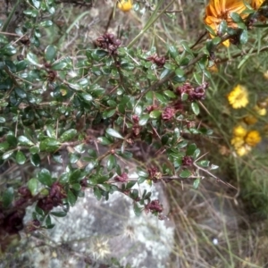 Bursaria spinosa subsp. lasiophylla at Cooma, NSW - 16 Jan 2023