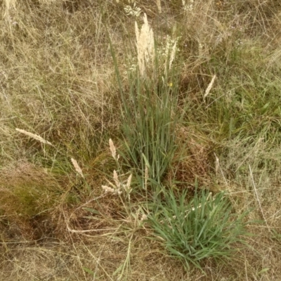 Holcus lanatus (Yorkshire Fog) at Cooma North Ridge Reserve - 16 Jan 2023 by mahargiani