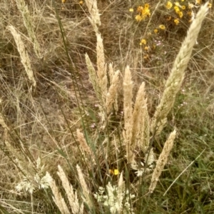 Holcus lanatus at Cooma, NSW - 16 Jan 2023 02:58 PM