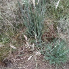 Holcus lanatus at Cooma, NSW - 16 Jan 2023 02:58 PM