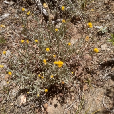 Chrysocephalum apiculatum (Common Everlasting) at Cooma, NSW - 17 Jan 2023 by mahargiani