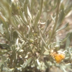 Chrysocephalum apiculatum at Cooma, NSW - 17 Jan 2023 01:11 PM