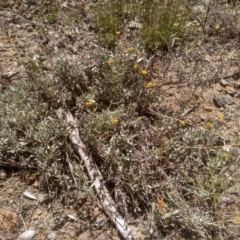 Chrysocephalum apiculatum at Cooma, NSW - 17 Jan 2023