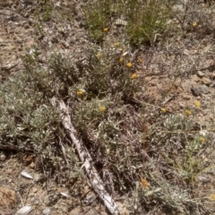 Chrysocephalum apiculatum at Cooma, NSW - 17 Jan 2023 01:11 PM