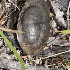 Chelodina longicollis (Eastern Long-necked Turtle) at Tallong, NSW - 1 Jan 2023 by GlossyGal