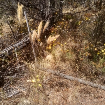 Dichelachne crinita (Long-hair Plume Grass) at Cooma North Ridge Reserve - 17 Jan 2023 by mahargiani