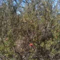 Grevillea sp. (Grevillea) at Cooma North Ridge Reserve - 17 Jan 2023 by mahargiani