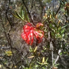 Grevillea sp. at Cooma, NSW - 17 Jan 2023