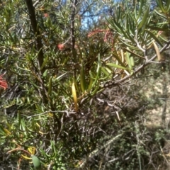 Grevillea sp. at Cooma, NSW - 17 Jan 2023 01:48 PM