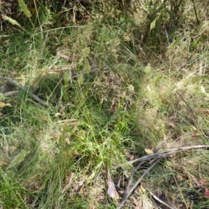 Anthoxanthum odoratum at Paddys River, ACT - 17 Jan 2023