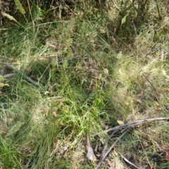 Anthoxanthum odoratum (Sweet Vernal Grass) at Paddys River, ACT - 17 Jan 2023 by Mike