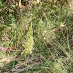 Anthoxanthum odoratum at Paddys River, ACT - 17 Jan 2023