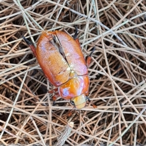 Anoplognathus montanus at Stromlo, ACT - 17 Jan 2023