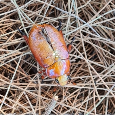 Anoplognathus montanus (Montane Christmas beetle) at Stromlo, ACT - 17 Jan 2023 by Mike