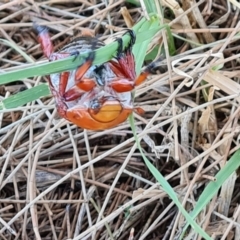 Anoplognathus montanus at Stromlo, ACT - 17 Jan 2023