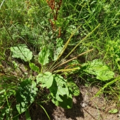 Plantago major (Greater Plantain) at Stony Creek - 17 Jan 2023 by Mike