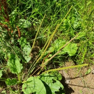 Plantago major at Stromlo, ACT - 17 Jan 2023