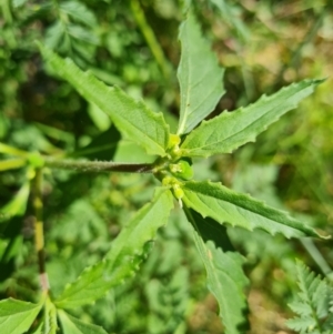 Euphorbia davidii at Uriarra Village, ACT - 17 Jan 2023 11:03 AM