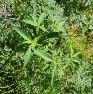 Euphorbia davidii at Stromlo, ACT - 17 Jan 2023