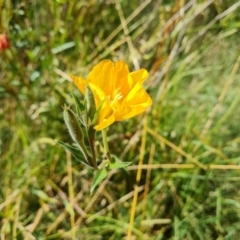 Oenothera stricta subsp. stricta (Common Evening Primrose) at Stromlo, ACT - 16 Jan 2023 by Mike