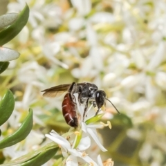 Lasioglossum (Parasphecodes) sp. (genus & subgenus) (Halictid bee) at Aranda Bushland - 17 Jan 2023 by Roger