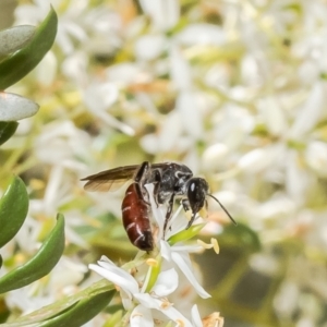 Lasioglossum (Parasphecodes) sp. (genus & subgenus) at Molonglo Valley, ACT - 17 Jan 2023