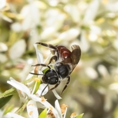 Lasioglossum (Parasphecodes) sp. (genus & subgenus) at Molonglo Valley, ACT - 17 Jan 2023