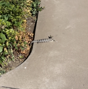 Tiliqua scincoides scincoides at Jacka, ACT - 17 Jan 2023