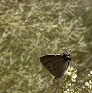 Jalmenus ictinus at Molonglo Valley, ACT - 17 Jan 2023