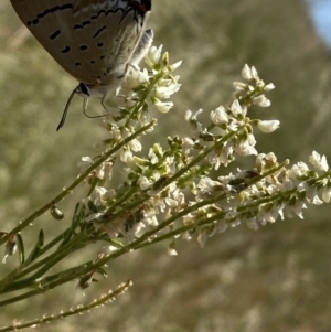 Jalmenus ictinus at Molonglo Valley, ACT - 17 Jan 2023