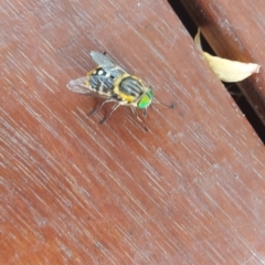 Unidentified March or Horse fly (Tabanidae) at Wonga Park, VIC - 17 Jan 2023 by Kerry12