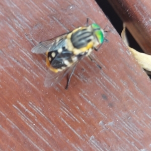 Scaptia (Scaptia) auriflua at Wonga Park, VIC - 17 Jan 2023 05:16 PM