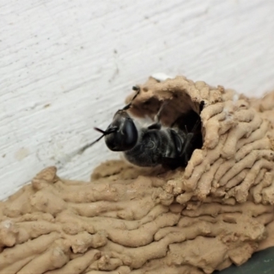 Pison sp. (genus) (Black mud-dauber wasp) at Cook, ACT - 13 Jan 2023 by CathB