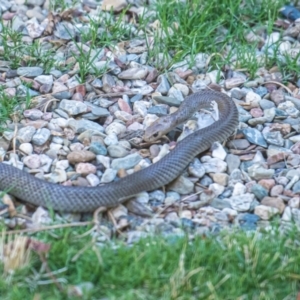 Pseudonaja textilis at Conder, ACT - 17 Jan 2023