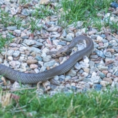 Pseudonaja textilis (Eastern Brown Snake) at Conder, ACT - 17 Jan 2023 by simon42