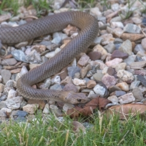 Pseudonaja textilis at Conder, ACT - 17 Jan 2023