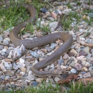 Pseudonaja textilis at Conder, ACT - 17 Jan 2023