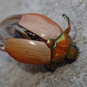 Anoplognathus sp. (genus) at Fraser, ACT - 16 Jan 2023