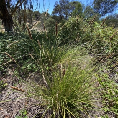 Carex appressa (Tall Sedge) at Stromlo, ACT - 17 Jan 2023 by SteveBorkowskis