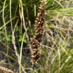 Carex appressa at Stromlo, ACT - 17 Jan 2023