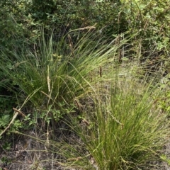 Carex appressa at Stromlo, ACT - 17 Jan 2023 11:40 AM