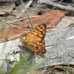 Geitoneura acantha (Ringed Xenica) at Wingello - 1 Jan 2023 by GlossyGal