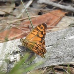 Geitoneura acantha at Wingello, NSW - 1 Jan 2023 01:36 PM