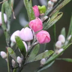 Eriostemon australasius (Pink Wax Flower) at Wingecarribee Local Government Area - 28 Aug 2022 by JanHartog