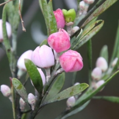 Eriostemon australasius (Pink Wax Flower) at Alpine, NSW - 28 Aug 2022 by JanHartog