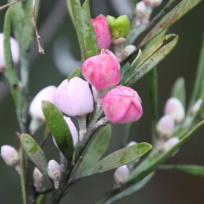 Eriostemon australasius (Pink Wax Flower) at Wingecarribee Local Government Area - 28 Aug 2022 by JanHartog