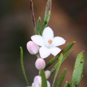 Eriostemon australasius at Alpine, NSW - 29 Aug 2022