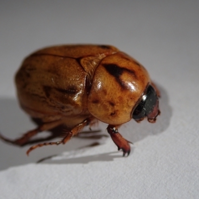 Cyclocephala signaticollis (Argentinian scarab) at Spence, ACT - 17 Jan 2023 by Laserchemisty