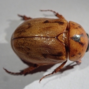 Cyclocephala signaticollis at Spence, ACT - 17 Jan 2023