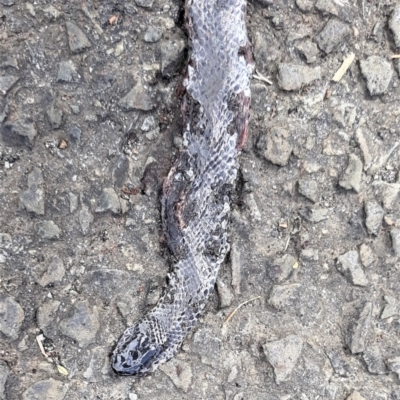 Cryptophis nigrescens (Eastern Small-eyed Snake) at Jamberoo, NSW - 17 Jan 2023 by plants